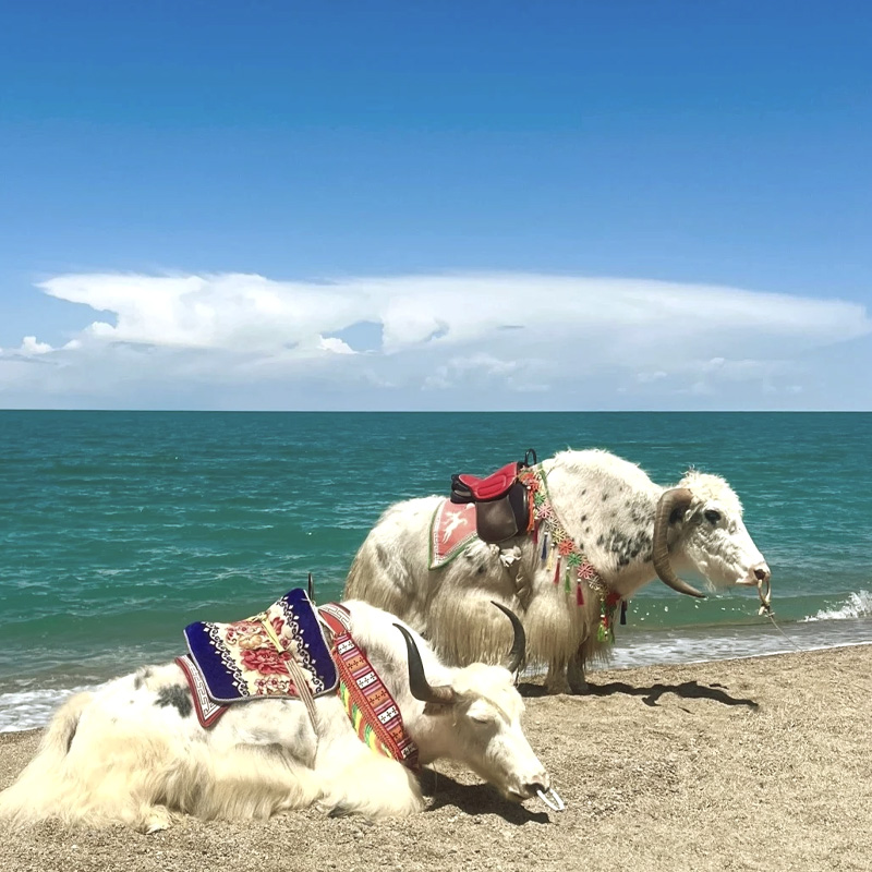 画板 1.jpg 画板 1.jpg