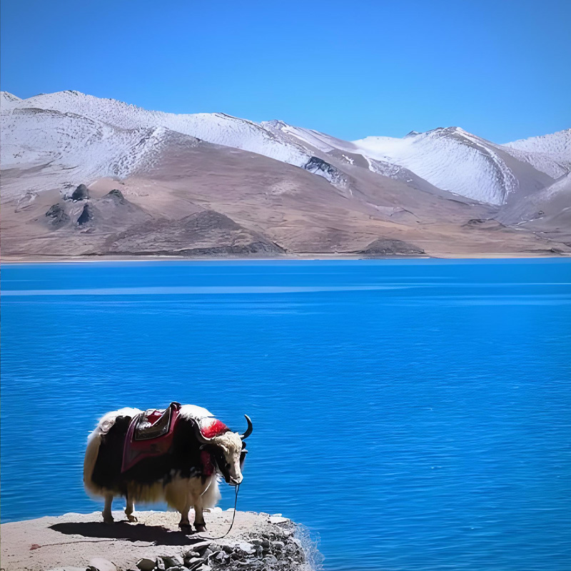 画板 1 拷贝 5.jpg 画板 1 拷贝 5.jpg