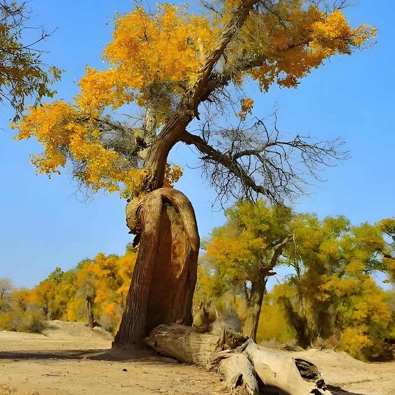 画板 1 拷贝 5-2.jpg 画板 1 拷贝 5-2.jpg