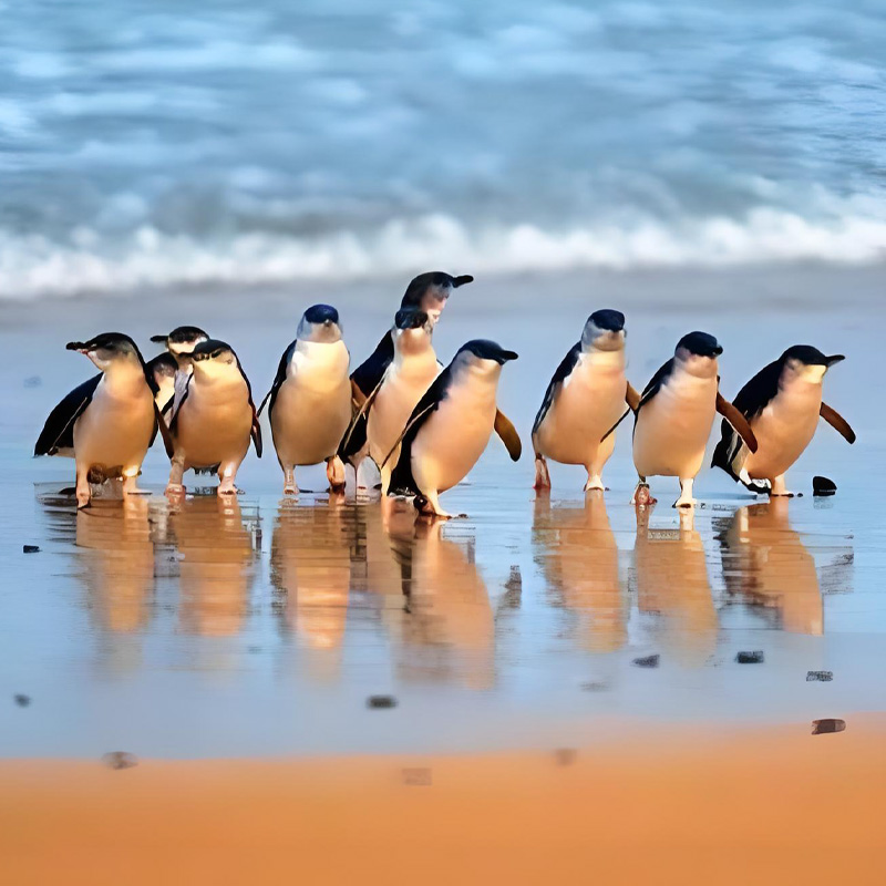 画板 1 拷贝 4.jpg 画板 1 拷贝 4.jpg