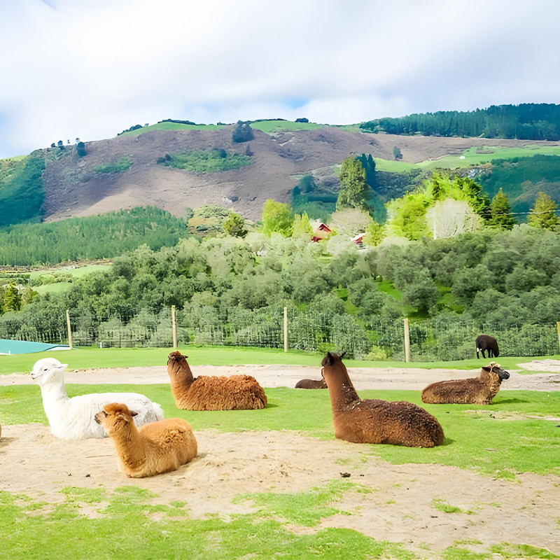 画板 1 拷贝 5.jpg