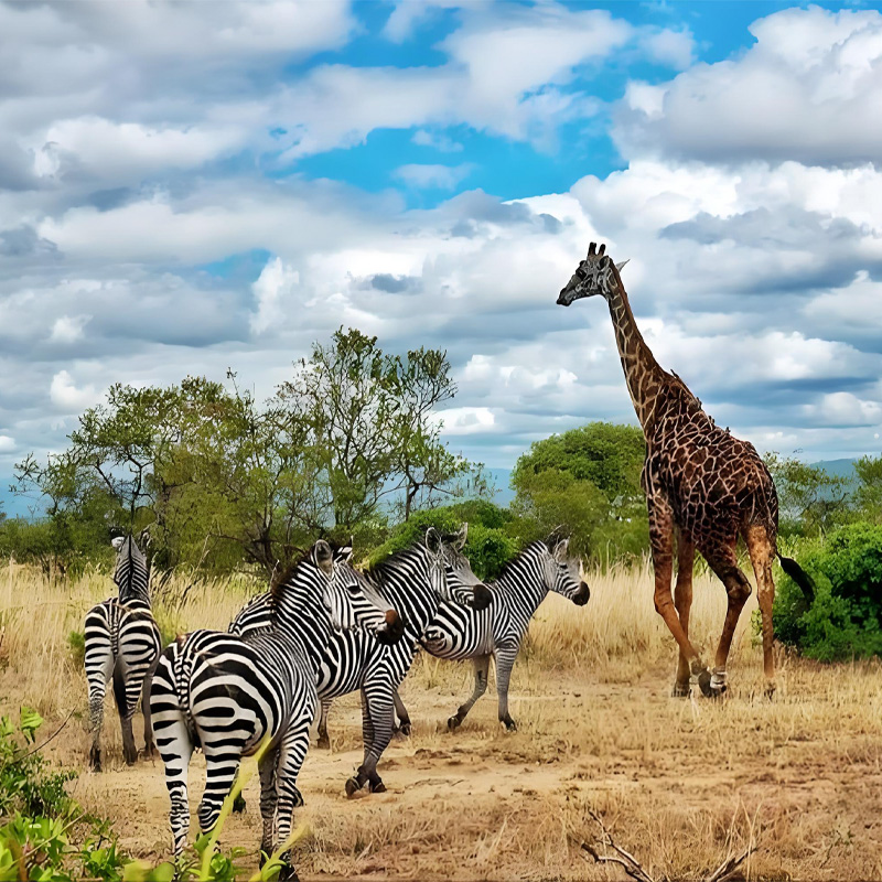 画板 1 拷贝 4-1.jpg 画板 1 拷贝 4-1.jpg