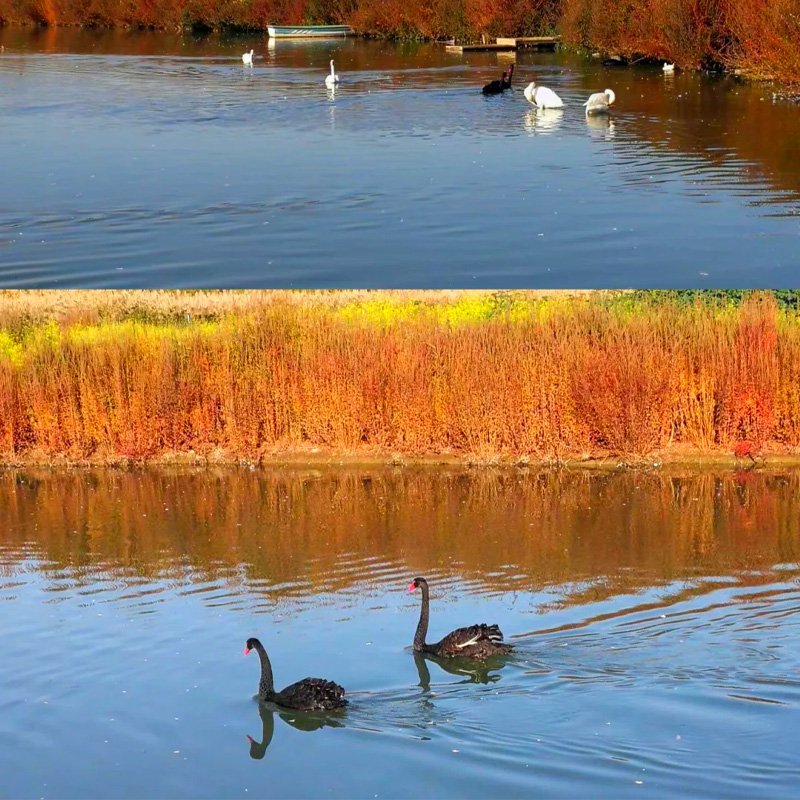 画板 1 拷贝 4-1.jpg 画板 1 拷贝 4-1.jpg