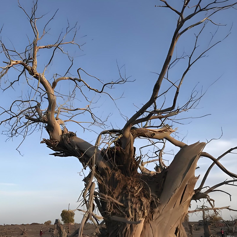 画板 1 拷贝 4.jpg