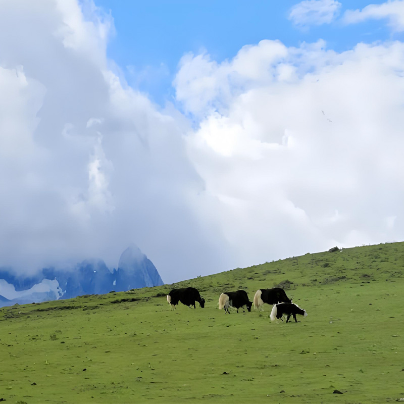 画板 1 拷贝 3.jpg 画板 1 拷贝 3.jpg