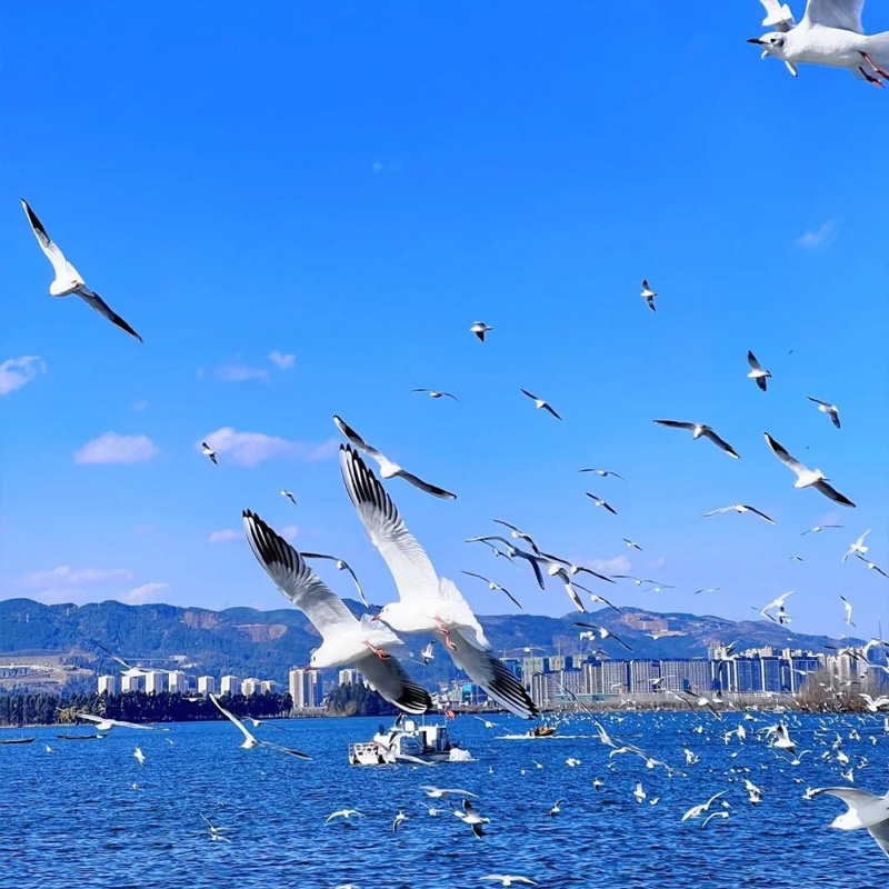 云南全景双飞双动23日游.jpg 云南全景双飞双动23日游.jpg