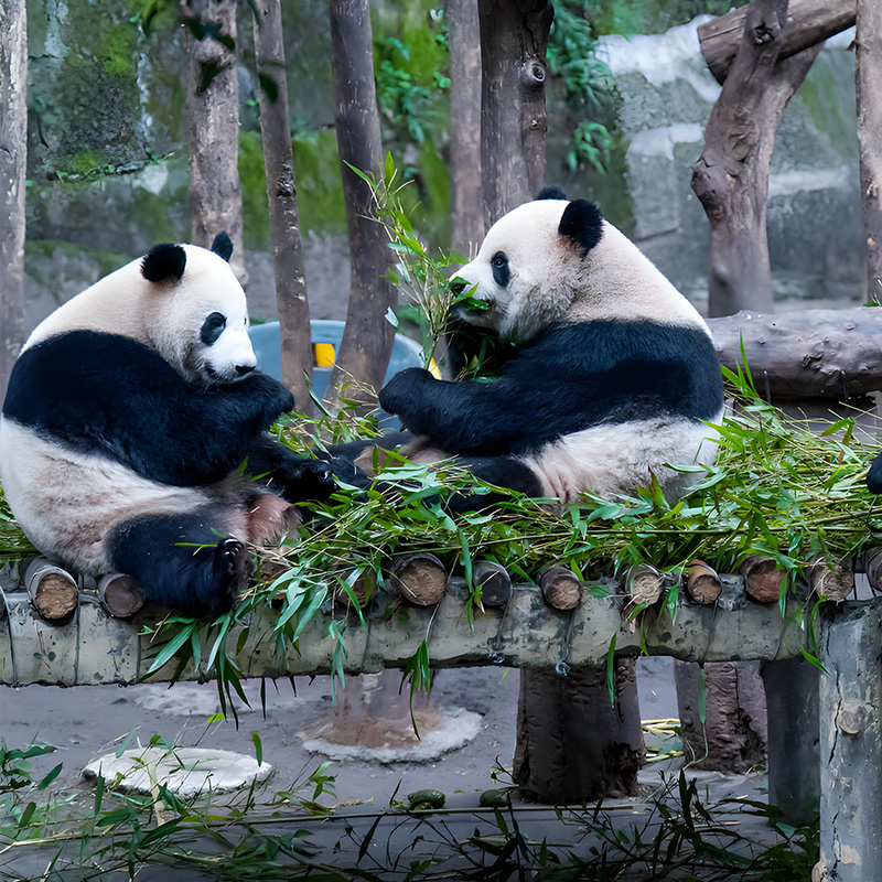 熊猫.jpg 熊猫.jpg