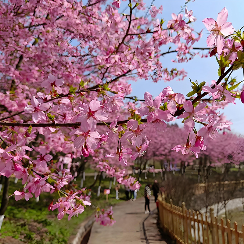 凌云山.jpg 凌云山.jpg