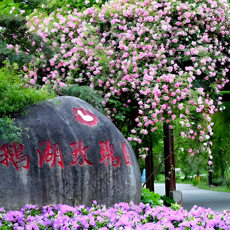 鹅湖玫瑰园.jpg